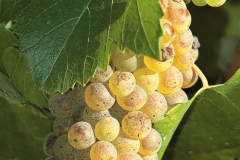 Chardonnay-